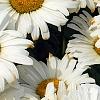 Leucanthemum x superbum 'Daisy May', flowers