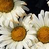 Leucanthemum x superbum 'Daisy May', flowers