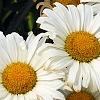 Leucanthemum x superbum 'Daisy May', flowers