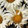 Leucanthemum x superbum 'Daisy May', flowers