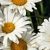 Leucanthemum x superbum 'Daisy May', flowers