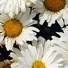 Leucanthemum x superbum 'Daisy May', flowers