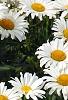 Leucanthemum x superbum 'Daisy May', flowers