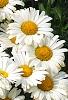 Leucanthemum x superbum 'Daisy May', flowers