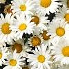 Leucanthemum x superbum 'Daisy May', flowers