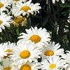 Leucanthemum x superbum 'Daisy May', flowers