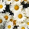 Leucanthemum x superbum 'Daisy May', flowers