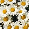 Leucanthemum x superbum 'Daisy May', flowers