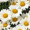 Leucanthemum x superbum 'Daisy May', flowers