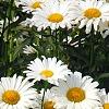 Leucanthemum x superbum 'Daisy May', flowers