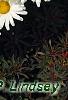 Leucanthemum x superbum 'Daisy May', flowers