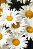 Leucanthemum x superbum 'Daisy May', flowers