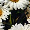 Leucanthemum x superbum 'Daisy May', flowers
