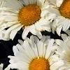 Leucanthemum x superbum 'Daisy May', flowers
