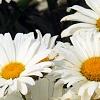 Leucanthemum x superbum 'Daisy May', flowers