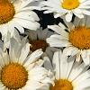 Leucanthemum x superbum 'Daisy May', flowers