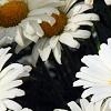 Leucanthemum x superbum 'Daisy May', flowers
