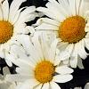 Leucanthemum x superbum 'Daisy May', flowers