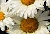 Leucanthemum x superbum 'Daisy May', flowers