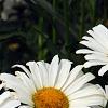 Leucanthemum x superbum 'Daisy May', flowers