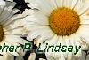 Leucanthemum x superbum 'Daisy May', flowers
