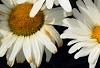 Leucanthemum x superbum 'Daisy May', flowers