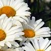 Leucanthemum x superbum 'Daisy May', flowers