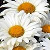 Leucanthemum x superbum 'Daisy May', flowers