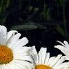 Leucanthemum x superbum 'Daisy May', flowers