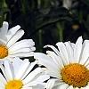 Leucanthemum x superbum 'Daisy May', flowers