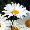 Leucanthemum x superbum 'Daisy May', flowers