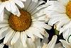 Leucanthemum x superbum 'Daisy May', flowers