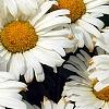 Leucanthemum x superbum 'Daisy May', flowers