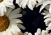 Leucanthemum x superbum 'Daisy May', flowers