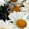 Leucanthemum x superbum 'Daisy May', flowers