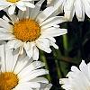 Leucanthemum x superbum 'Daisy May', flowers