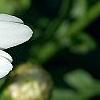 Leucanthemum x superbum 'Switzerland', flowers