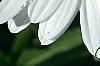 Leucanthemum x superbum 'Switzerland', flowers
