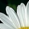 Leucanthemum x superbum 'Switzerland', flowers