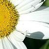 Leucanthemum x superbum 'Switzerland', flowers