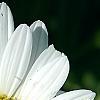 Leucanthemum x superbum 'Switzerland', flowers