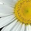 Leucanthemum x superbum 'Switzerland', flowers