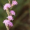 Liatris microcephala, flowers