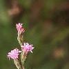 Liatris microcephala, flowers