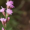 Liatris microcephala, flowers