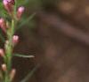 Liatris microcephala, flowers