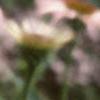 Liatris pycnostachya, flowers