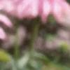Liatris pycnostachya, flowers