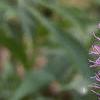 Liatris pycnostachya, flowers