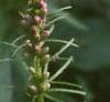 Liatris pycnostachya, flowers